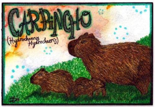 Capybara - Carpincho -Playful Sketches of South America’s Wildlife by Kia Marie Hunt - copyright Kia Creates 2016 (6)