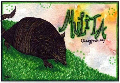 Mulita - Armadillo - Playful Sketches of South America’s Wildlife by Kia Marie Hunt - copyright Kia Creates 2016 (2)