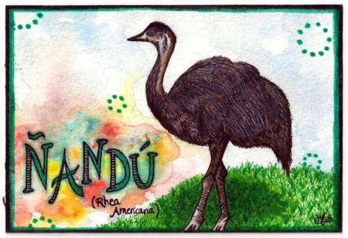 Nandu - Playful Sketches of South America’s Wildlife by Kia Marie Hunt - copyright Kia Creates 2016 (3)
