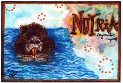 Nutria - Beaver - Playful Sketches of South America’s Wildlife by Kia Marie Hunt - copyright Kia Creates 2016 (4)
